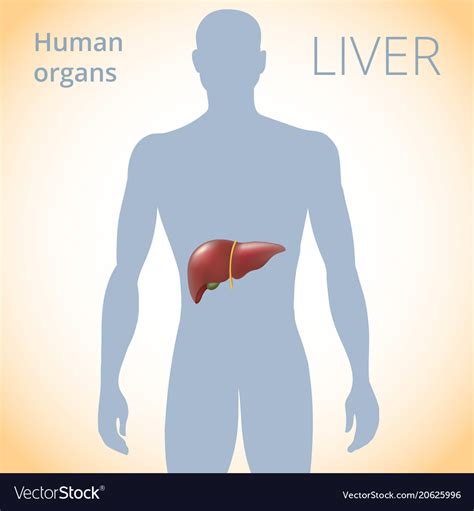 Show Location Of The Liver In The Human Body