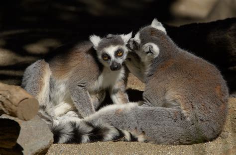 Lemur | San Diego Zoo Animals & Plants