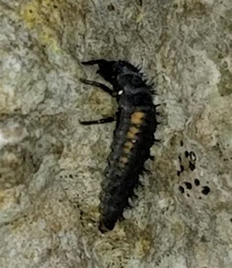 Ladybug beetle larvae? - BugGuide.Net