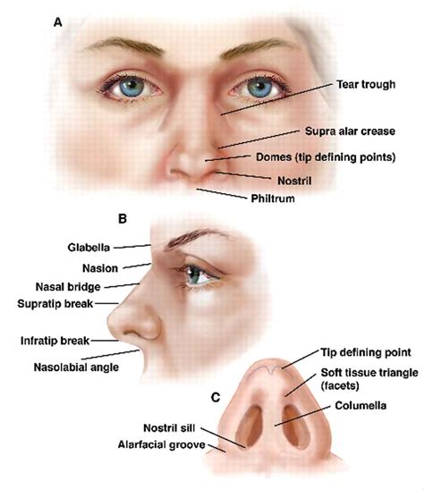 Diagram Of The Nose