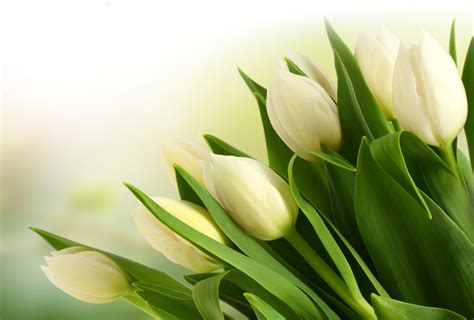 Tulip Flower Images With White Background | Best Flower Site