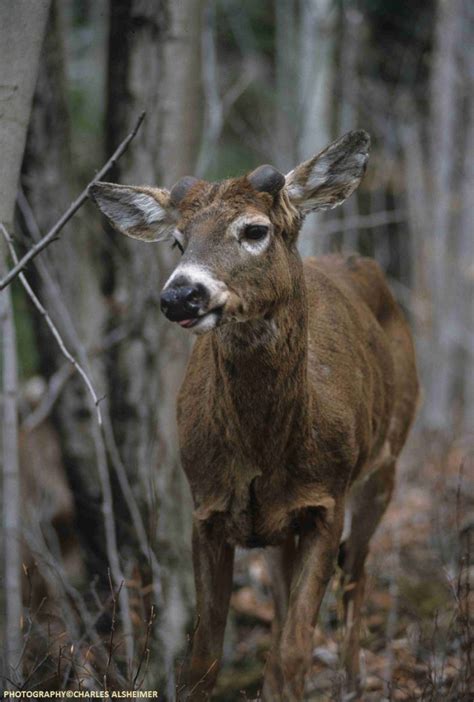 Whitetail Deer Antler Growth Process - Legendary Whitetails - Legendary Whitetail's Blog