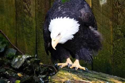 Fat Eagle | This eagle was at a rescue center. She injured h… | Flickr