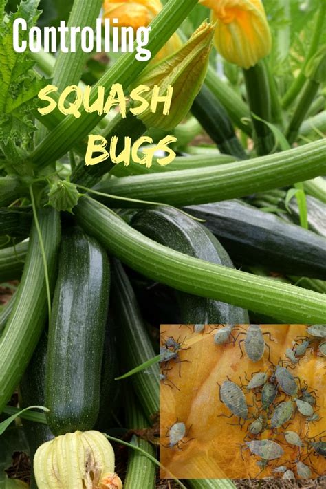 Control Squash Bugs 10 ways - How to Kill Squash Bugs