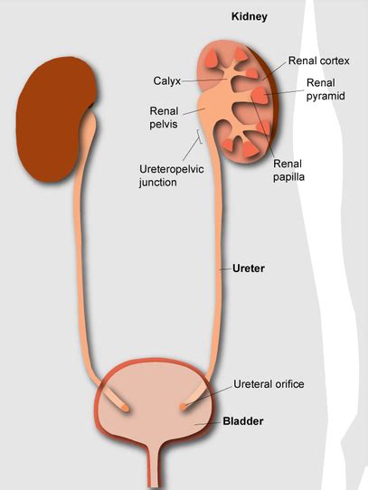 Orifice of ureter - Definition, Location, Appearance and Pictures ...