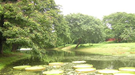 Indian Botanical Gardens - Howrah | Indian Botanical Gardens Photos ...