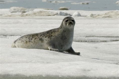 Appeals Court: Arctic ringed seals are threatened species | 710 KNUS - Denver, CO