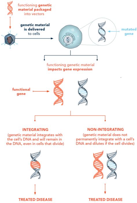 How does Gene Therapy Work | Types of Gene Therapy