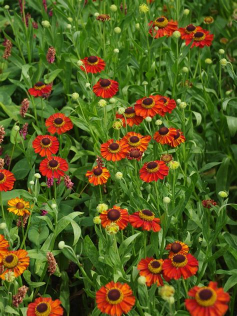 Helenium 'Red Army' - Beth Chatto's Plants & Gardens