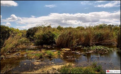 Alligator alley Florida Everglades: Alistair Hodgson Photography