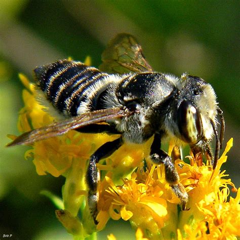 Bee Hotels Give Native Species a Place to Call Home | Iowa Public Radio