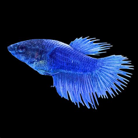 Blue Female Crowntail Betta Fish for Sale: Order Online | Petco | Betta, Betta fish, Siamese ...