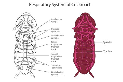 Cockroach respiratory system, Tracheae facilitate efficient gas exchange 25260623 Vector Art at ...