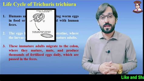 Trichuris trichiura | Life Cycle | Symptoms | Diagnosis | Treatment - YouTube