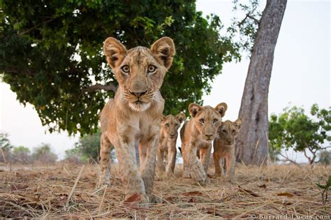 Lion Cubs - Burrard-Lucas Photography