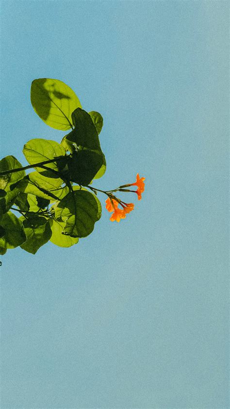 Download Flowering Plants With Pastel Orange Aesthetic Wallpaper | Wallpapers.com