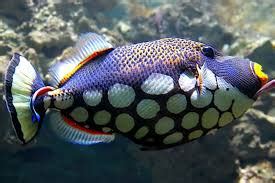 Clown triggerfish: Characteristics, habitat, care and more....