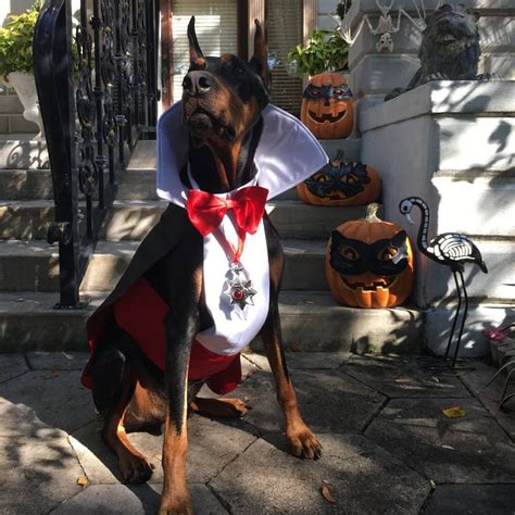 Dracula/vampire Dog Costume - Etsy