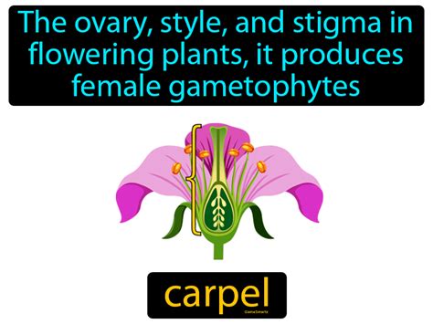 Carpel Definition & Image | GameSmartz