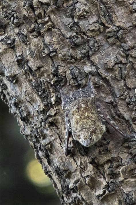 Famous Animals That Camouflage In The Rainforest References