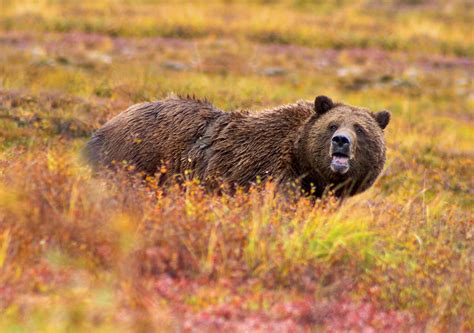 Abe's Animals: My favorite carnivorous mammals of Alaska