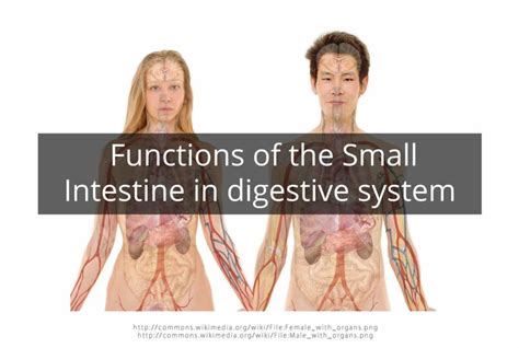 Functions of the Small Intestine in digestive system - cameroongcerevision.com