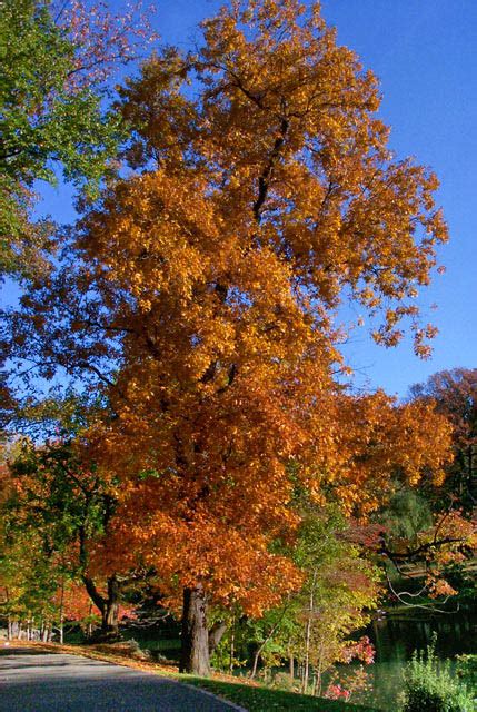 Mockernut Hickory Tree In Central Park