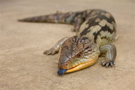 Blue-tongued Skink Facts, Habitat, Diet, Pet Care, Babies, Pictures