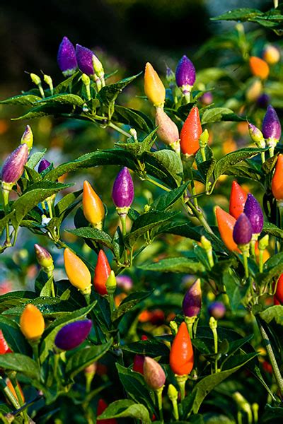 Ornamental Peppers at Brookside Gardens | Beautiful Flower Pictures Blog