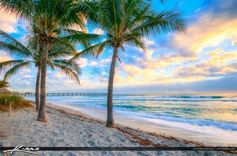 Dania Beach Florida Coconut Trees along Beach | Royal Stock Photo