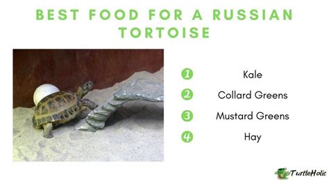 Best Food for a Russian Tortoise - TurtleHolic