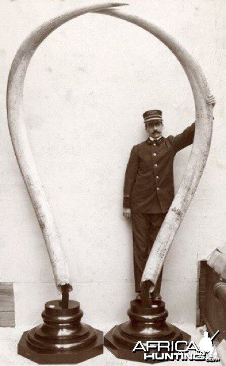 Pair of Massive African Elephant Tusks | AfricaHunting.com