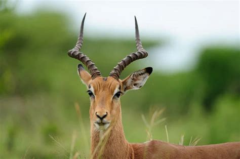 Try These Tips To Improve Your Hog Hunting In Texas – Independence Ranch