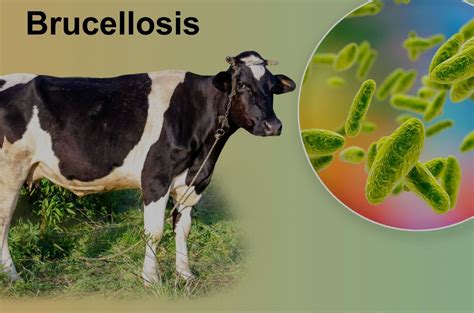 Brucellosis: Symptoms, Causes, Diagnosis & Treatment | cult.fit