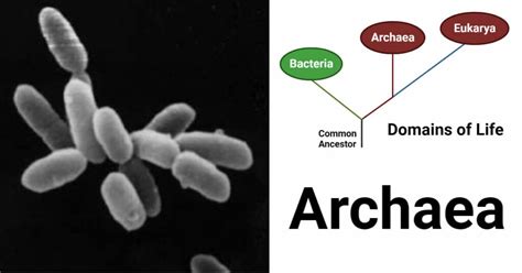 Archaea: Habitat, Characteristics, Classification, Applications