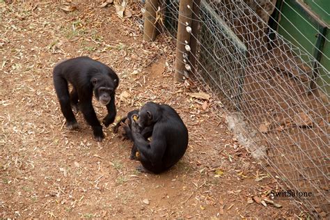 Destination Sierra Leone: The Hidden Wildlife Gem – Tacugama Chimpanzee ...