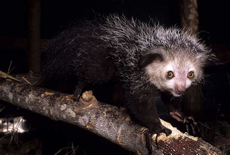 Aye-Aye | Duke Lemur Center