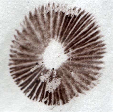 Psilocybe Semilanceata "liberty cap spore print" | Flickr - Photo Sharing!