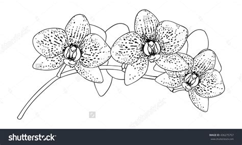 Black White Orchid Flowers Vector Illustration Stock Vector (Royalty Free) 436275757 ...