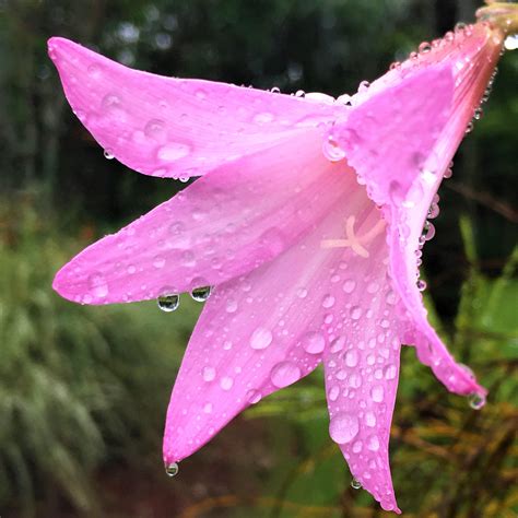 Pink Belladonna Lily Bulbs | Naked Ladies Bulbs | Amaryllis Belladonna ...