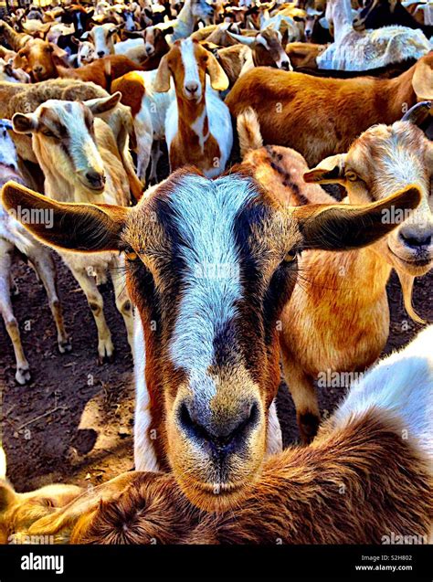 Herd of goats Stock Photo - Alamy