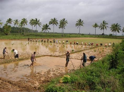 Economy: Madagascar's economy is based off of agriculture. Cash crops include sugar, cloves ...