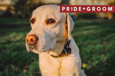 Professional Tips For Grooming Labradors | Pride and Groom