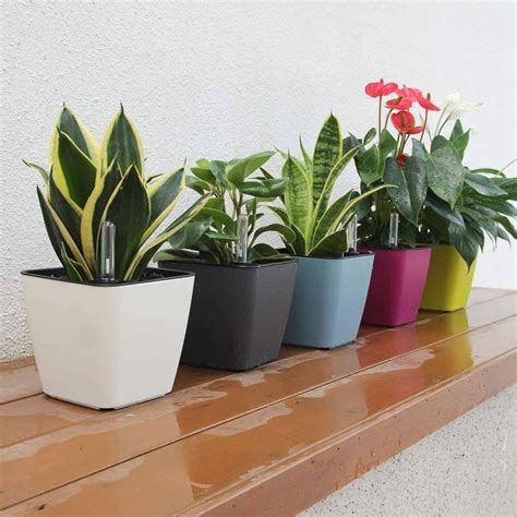 Best Flower Pots that Enhances your Indoor House