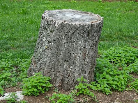 How To Stop Tree Sprouts From Stump - No Minimalist Here