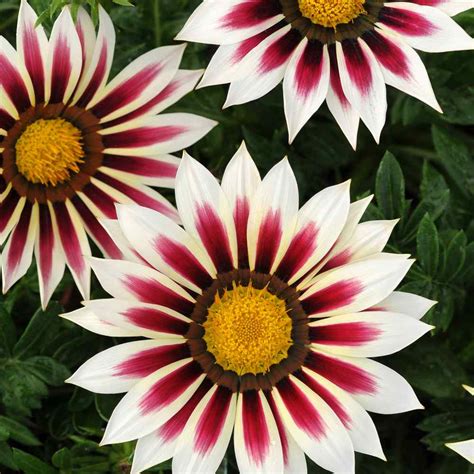 Seedman's Gazania Seeds