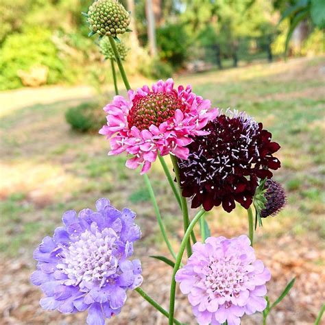 Pincushion Flower- Mixed seeds | The Seed Collection