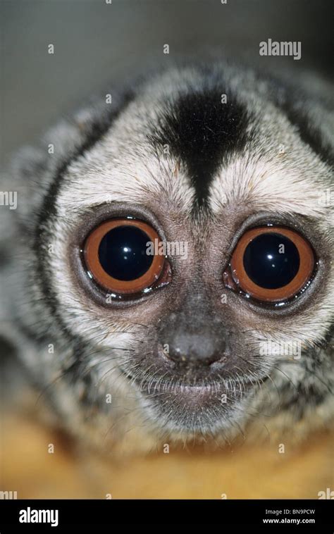 Night or Owl Monkey, (Aotus species),Captive portrait of nocturnal primate Stock Photo - Alamy