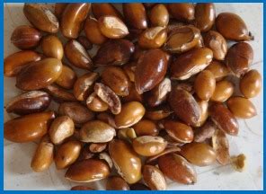 Mahua Seeds at best price in New Delhi by Dhuni Exim Private Limited | ID: 9447927233