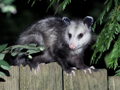 Possum Removal Westchester County New York | Possum Control Westchester | Humane Possum Removal ...